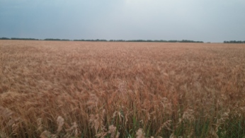 Wheat fields. FAITH MECKLEY